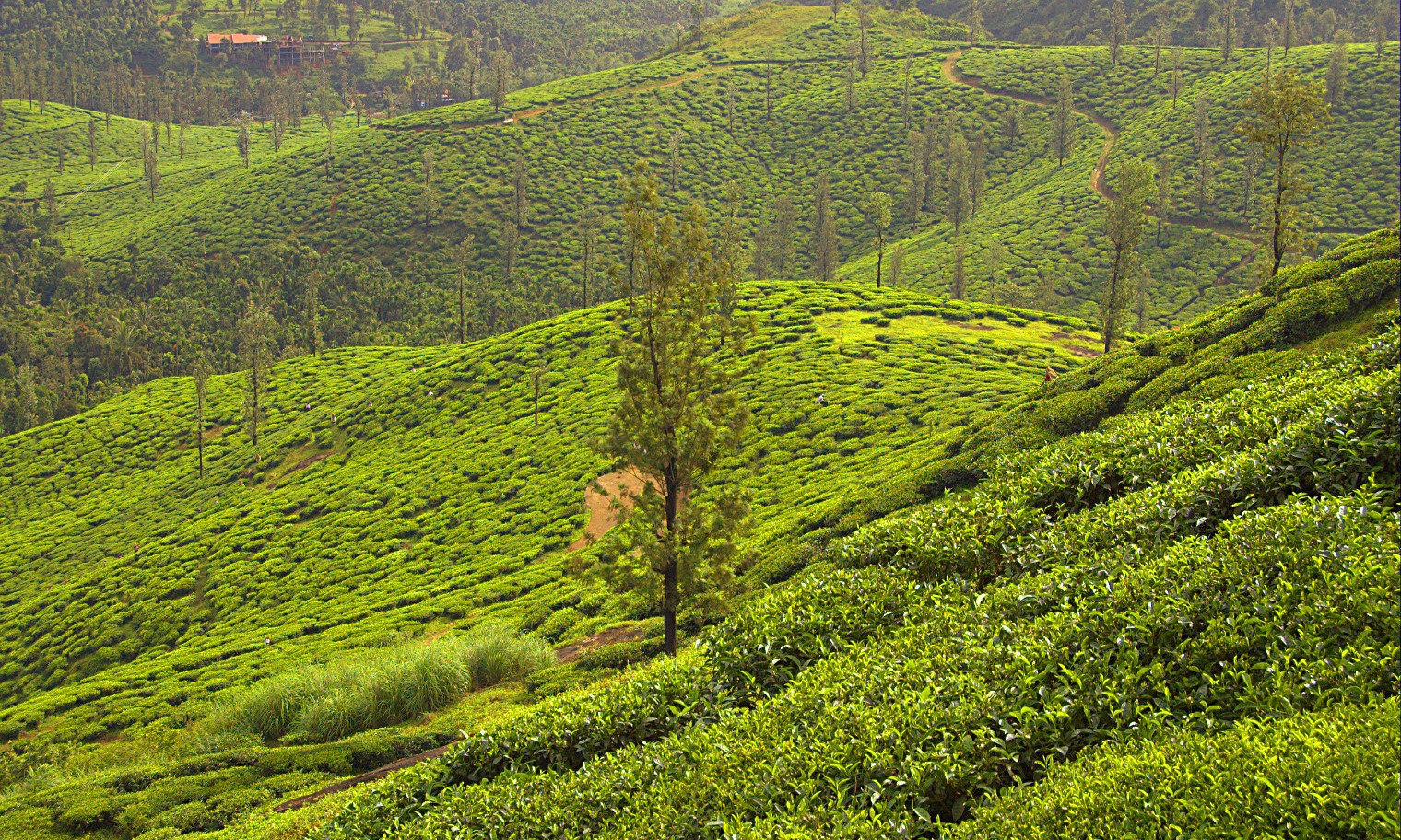 Aiyur Forest Loop & Picnic Lunch - Meander through the hills by Cycling